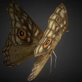 Game Movie Character Butterfly Featuring Intricate Wing Patterns And 3D Render Design 3d model