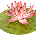 Beautiful Pink Lotus Flower With Delicate Petals On Green Lily Pad