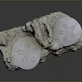Two White Sand Dollars Embedded in Natural Rocky Surface With Intricate Patterns