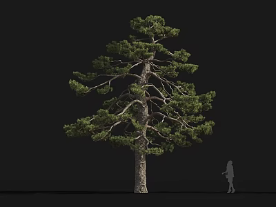 Tall Arbor With Thick Trunk Lush Green Foliage And Human Silhouette For Size Comparison 3d model