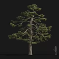 Tall Arbor With Thick Trunk Lush Green Foliage And Human Silhouette For Size Comparison