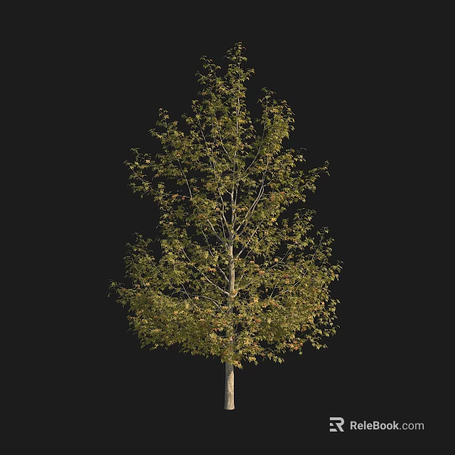 Lush Arbor With Green Leaves Tall Trunk And Natural Upright Shape 3d model 
