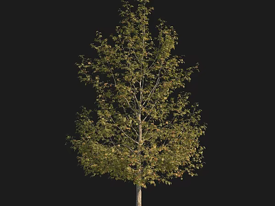 Lush Arbor With Green Leaves Tall Trunk And Natural Upright Shape 3d model
