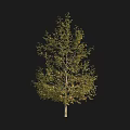 Lush Arbor With Green Leaves Tall Trunk And Natural Upright Shape