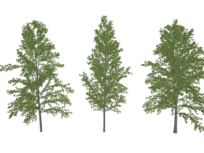 Three Different Varieties Of Trees With Green Leaves And Straight Trunks 3d model