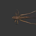 Brown Grasshopper With Long Legs Thin Antennae And Brown Wings On Black Surface With Reflection