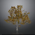 Autumn Tree With Vibrant Orange And Yellow Leaves On Light Colored Trunk
