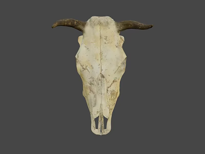 Vintage Bull Skull with Natural Horns as Decorative Wall Art Piece 3d model