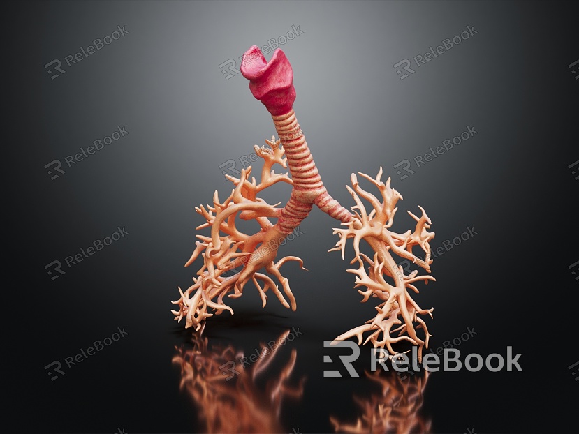 modern bronchus trachea model