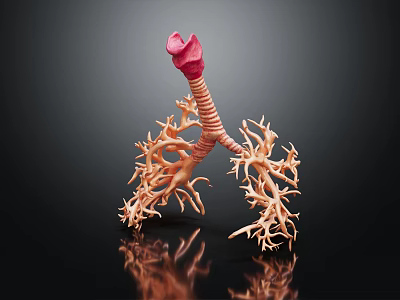 Detailed Medical Device 3D Lung And Trachea Anatomical Structure Model 3d model