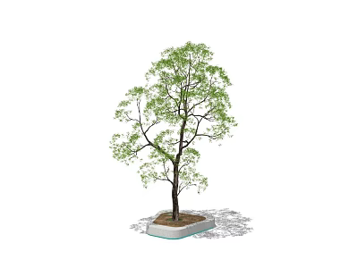 Tall Arbor With Green Foliage And Brown Trunk In Square Planter For Landscape Design 3d model