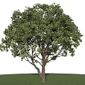 Lush Green Tree With Dense Foliage Strong Trunk And Green Grass Base 3d model