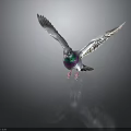 Pigeon Spreading Wings With Iridescent Blue Purple Green Feathers And Gray Wings On Dark Background