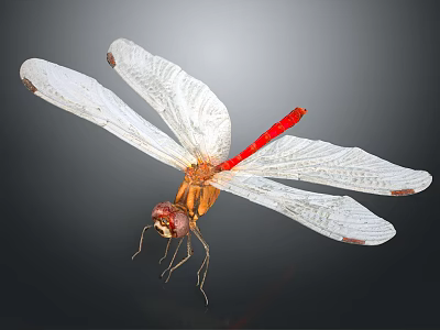 Red Tailed Dragonfly With White Transparent Wings And Orange Body Against Dark Background 3d model