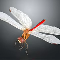 Red Tailed Dragonfly With White Transparent Wings And Orange Body Against Dark Background