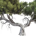 Tall Mature Arbor With Lush Green Foliage Curved Trunk And Spreading Canopy