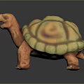 Turtle Cartoon Turtle Snapping Turtle Chickbill Turtle Reptile Cold Blooded Animal Reptile Class 3d model