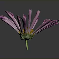 Pink Flower With Vibrant Petals Yellow Center And Green Stem On Dark Background
