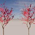 Two Flowering Arbor Trees With Red Blossoms Branch Shadows On White Background