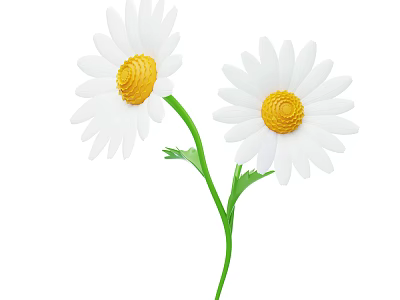 White Petaled Daisies With Yellow Centers And Green Stems And Leaves 3d model
