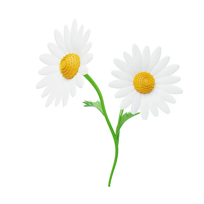 White Petaled Daisies With Yellow Centers And Green Stems And Leaves 3d model