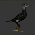 Detailed Cormorant Bird Specimen Standing On Yellow Base Against Gray Background