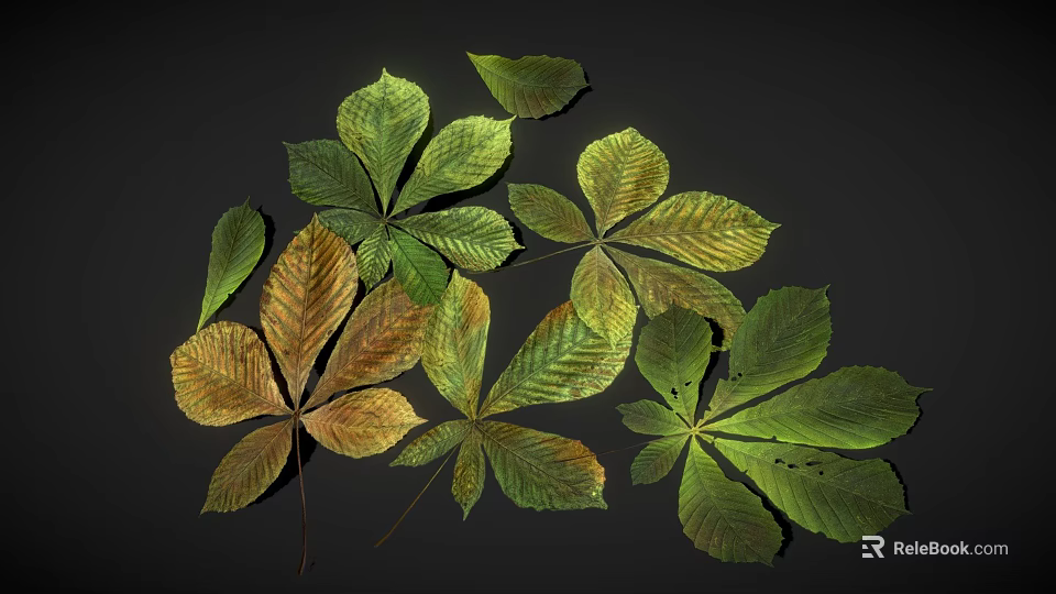 Various Colored Green Yellow Brown Leaves With Horse Chestnut Leaf Shape On Black Background 3d model 
