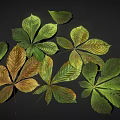 Various Colored Green Yellow Brown Leaves With Horse Chestnut Leaf Shape On Black Background