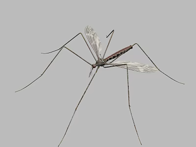 Crane Fly With Long Legs And Wings On Gray Background 3d model Crane Fly With Long Legs And Wings On Gray Background 3d model