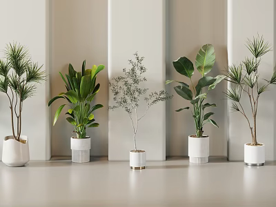 Indoor Bonsai Potted Plants In White Containers With Various Green Leaves And Light Background 3d model