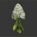 Beautiful White Hydrangea Plant with Lush Green Leaves Against Gray Background