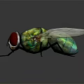 Green Metallic Fly With Red Eyes And Transparent Wings On Black Reflective Surface