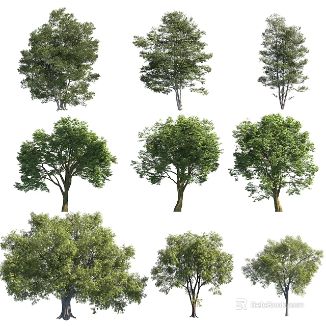 Various Types of Green Arbor Trees With Lush Canopies And Sturdy Trunks 3d model 