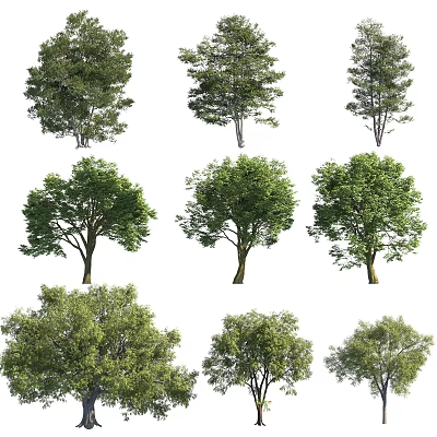 Various Types of Green Arbor Trees With Lush Canopies And Sturdy Trunks 3d model
