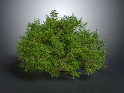 Lush Green Plant with Dense Foliage and Healthy Bushes on Neutral Gray Background 3d model