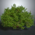 Lush Green Plant with Dense Foliage and Healthy Bushes on Neutral Gray Background