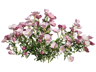 Blooming Garden Plants Cluster With Vibrant Pink Flowers And Lush Green Leaves 3d model