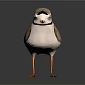 Standing Brown And White Bird With Black Neck Ring And Orange Legs On Gray Background