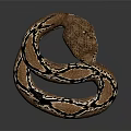 Coiled Snake With Brown And Black Pattern On Dark Background With Reflection 3d model
