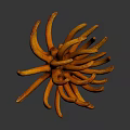 Vibrant Orange Coral Like Plant With Tentacle Shaped Structure On Dark Background