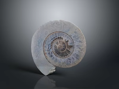 Spiral Ammonite Fossil With Intricate Natural Texture On Gray Background 3d model