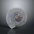 Spiral Ammonite Fossil With Intricate Natural Texture On Gray Background