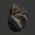Colorful Striped Conch with Intricate Spiral Shell Patterns on Dark Background