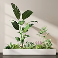 Indoor Plant Combination in White Rectangular Planter with Large Leaves Small Greenery and Purple Flowers