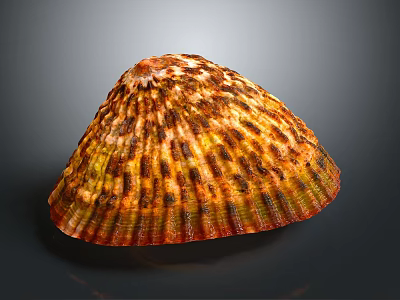 Beautiful Marine Limpet Shell With Brown Yellow Stripes And Textured Surface 3d model