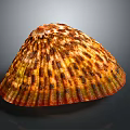 Beautiful Marine Limpet Shell With Brown Yellow Stripes And Textured Surface