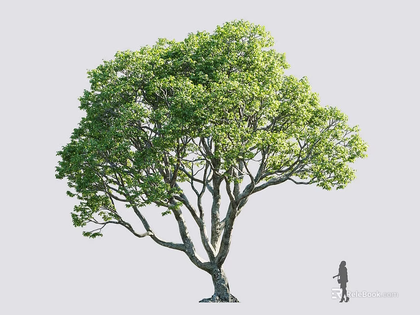 Tall Arbor Tree with Lush Green Leaves Thick Trunk and Small Human Figure for Comparison 3d model 