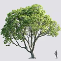 Tall Arbor Tree with Lush Green Leaves Thick Trunk and Small Human Figure for Comparison