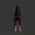 Realistic Doberman 3D Model With Black Tan Coat In Standing Pose 3d model