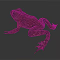 Brown and Orange Frog with Rough Textured Skin in Side View Pose